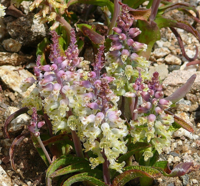 Lachenalia pallida