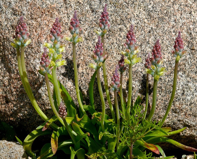 Lachenalia pallida