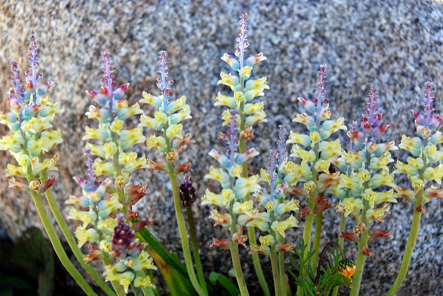 Lachenalia pallida