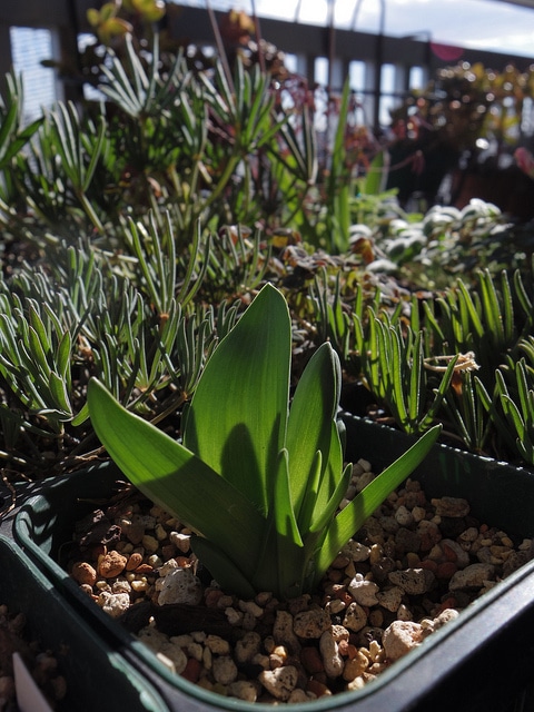 Lachenalia viridiflora