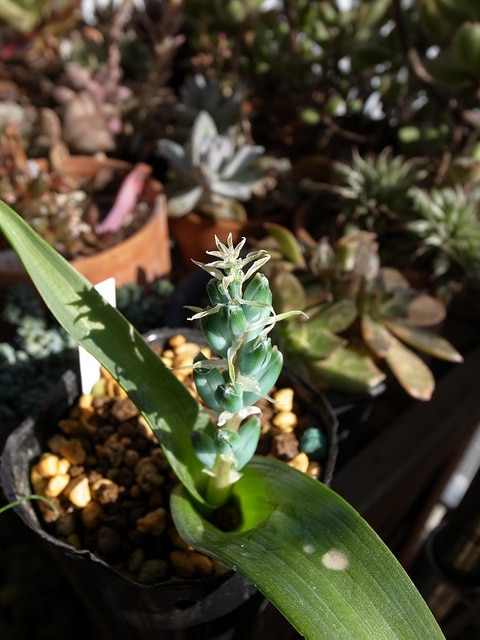 Lachenalia viridiflora