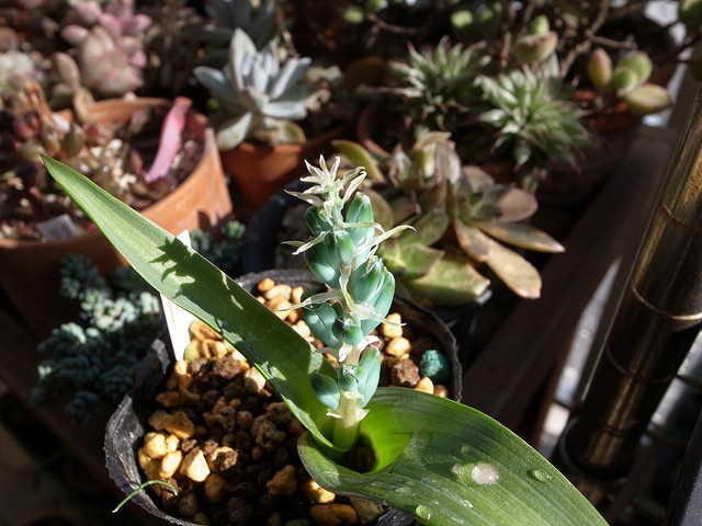 Lachenalia viridiflora (Lachenalia viridiflora)