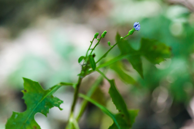 Lactuca biennis