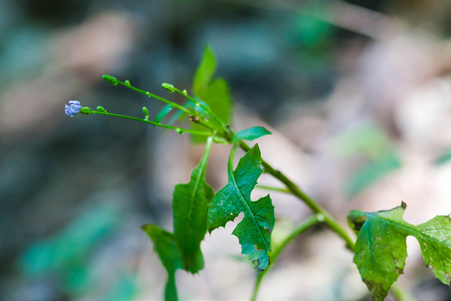 Lactuca biennis