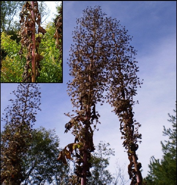 Lactuca biennis