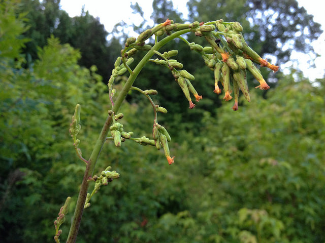 Lactuca canadensis
