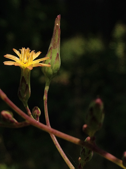 Lactuca canadensis