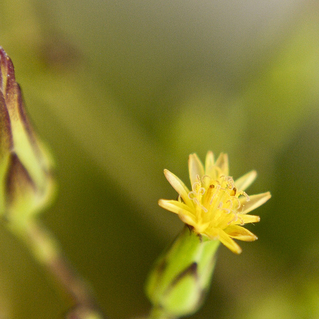 Lactuca canadensis