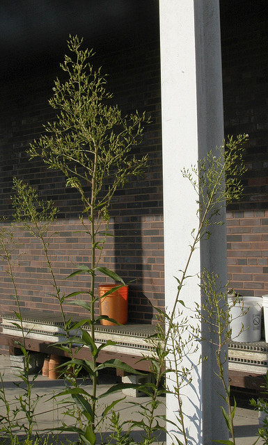 Lactuca canadensis
