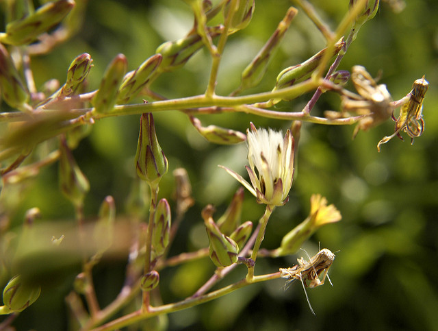 Lactuca canadensis