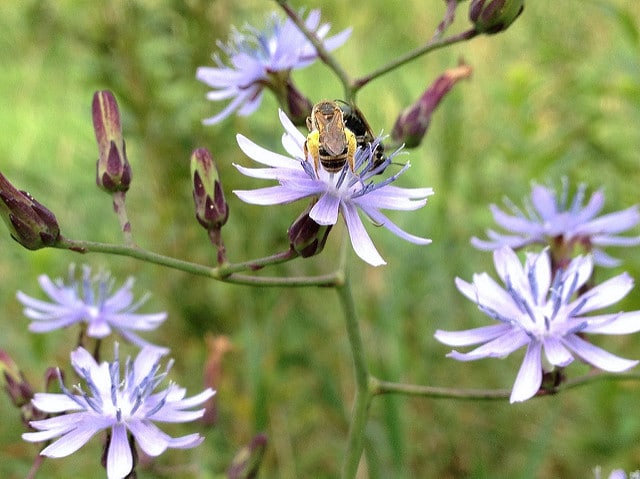 Lactuca floridana