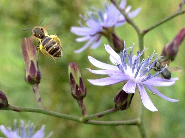 Lactuca floridana