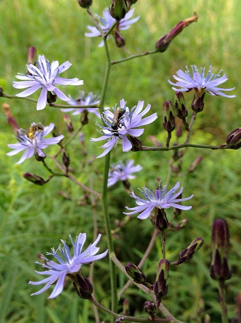 Lactuca floridana