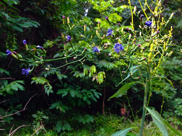 Lactuca floridana