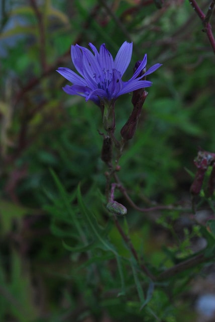 Lactuca floridana