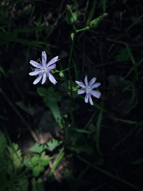 Lactuca floridana