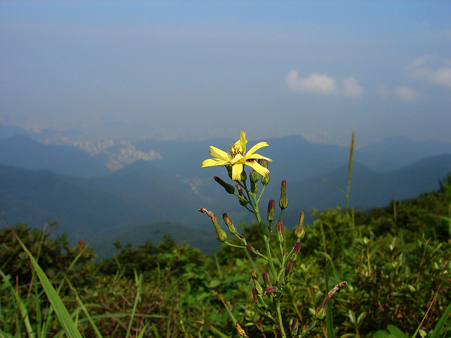 Lactuca indica