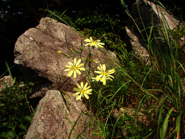 Lactuca indica