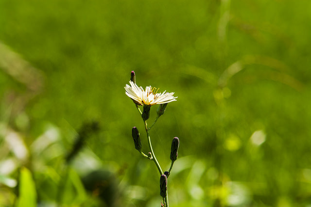 Lactuca indica