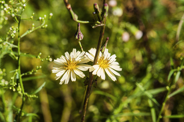 Lactuca indica
