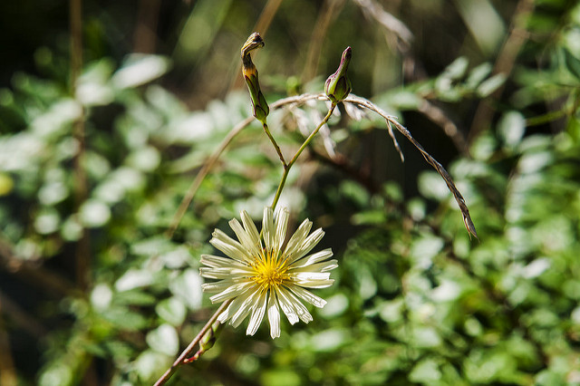 Lactuca indica
