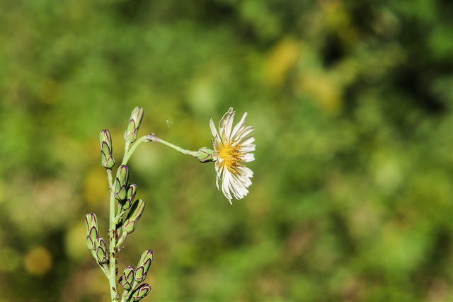 Lactuca indica