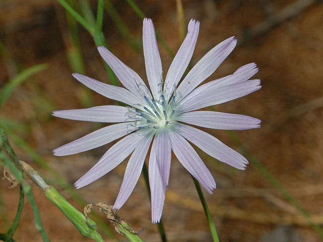 Laitue vivace (Lactuca perennis)