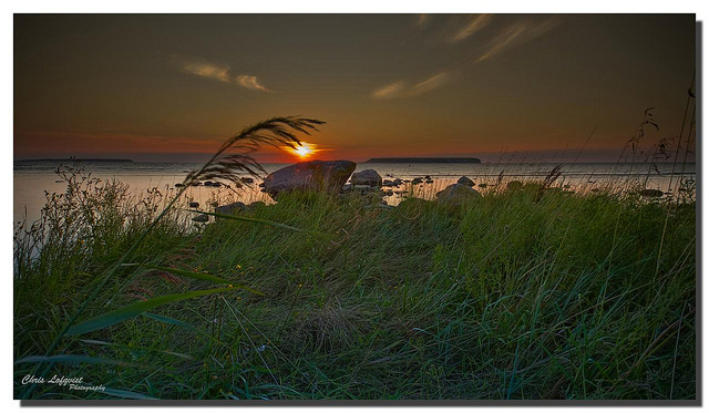 Laitue à feuilles de chêne (Lactuca quercina)