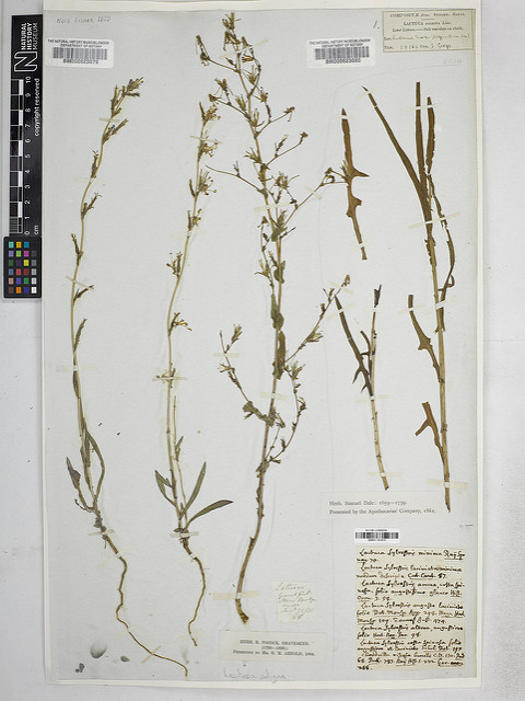 Laitue à feuilles de saule