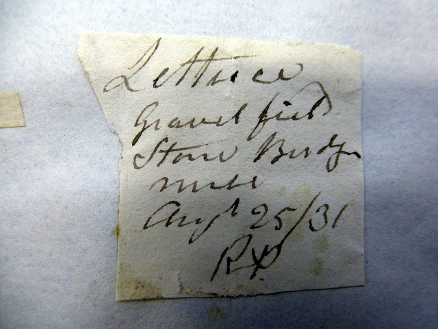 Laitue à feuilles de saule (Lactuca saligna)