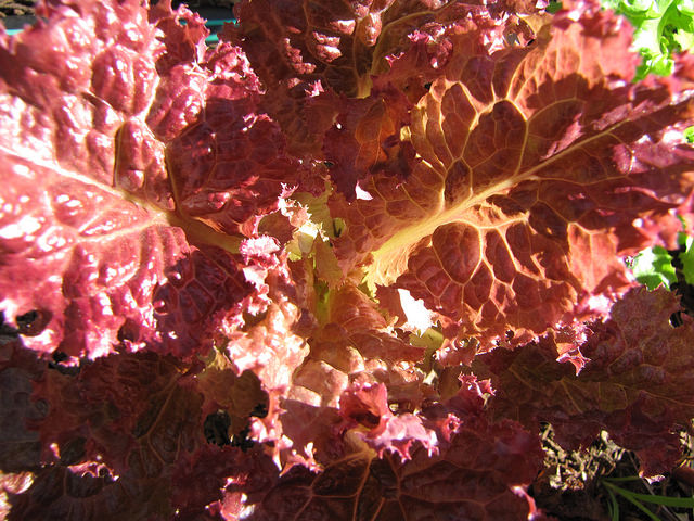 Laitue (Lactuca sativa)