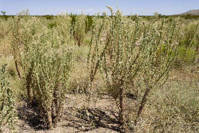 Laennecia coulteri