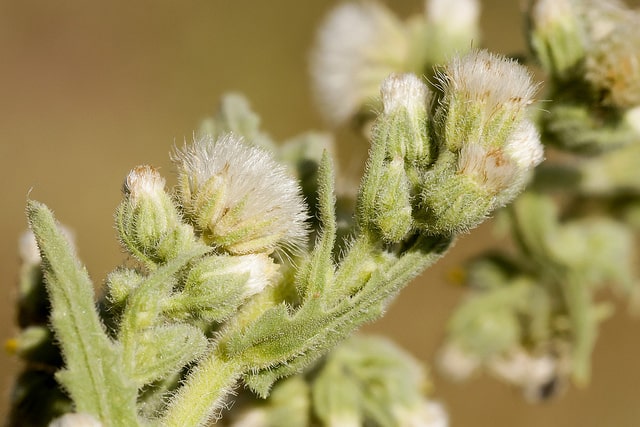 Laennecia coulteri