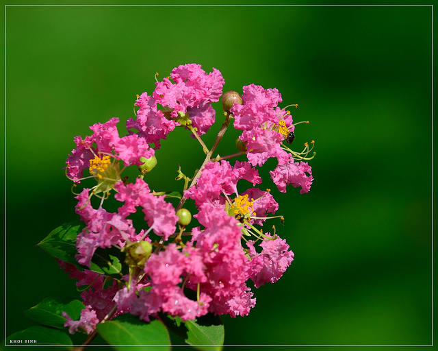 Lilas des indes