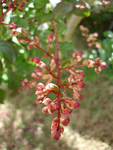 Lilas des indes