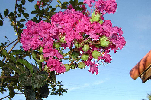 Lilas des indes