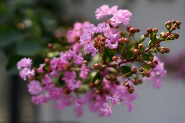 Lilas des indes (Lagerstroemia indica)