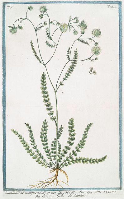 Lagoecia cuminoides (Lagoecia cuminoides)