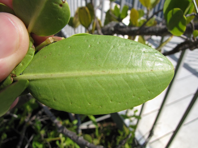Palétuvier blanc (Laguncularia racemosa)