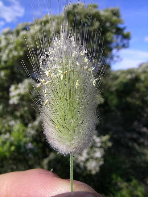 Lagure ovale