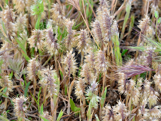 Lamarckia dorée (Lamarckia aurea)