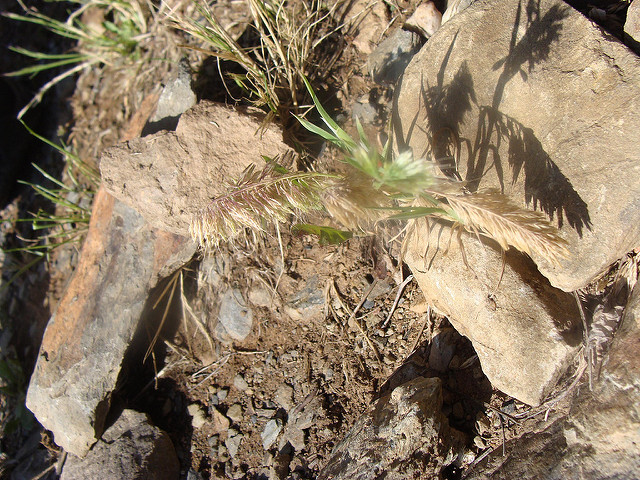 Lamarckia dorée