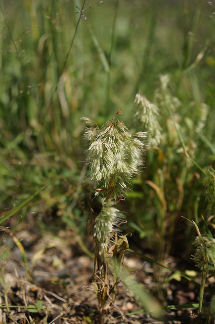 Lamarckia dorée