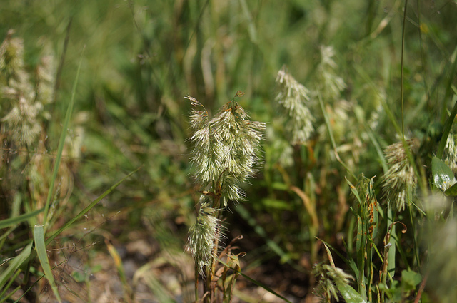 Lamarckia dorée