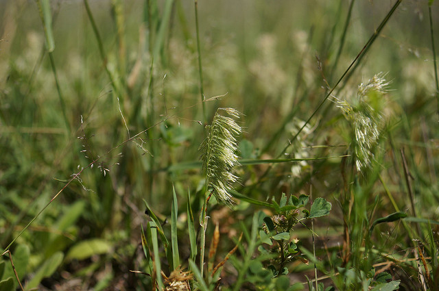 Lamarckia dorée