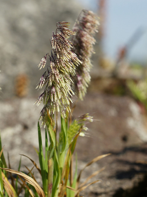 Lamarckia dorée