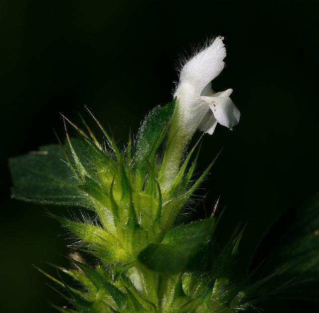 Lamier blanc