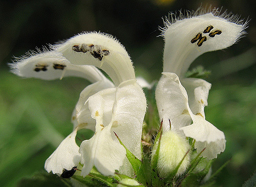 Lamier blanc