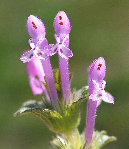 Lamier à feuilles embrassantes