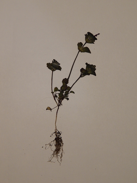 Lamier à feuilles embrassantes